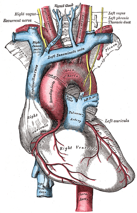 Gray's Anatomy, Plate 505 — The Arch of the Aorta and Its Branches (1918)